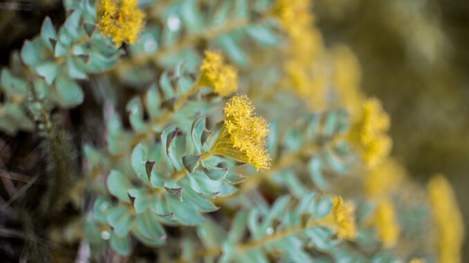 Les bienfaits de la Rhodiola